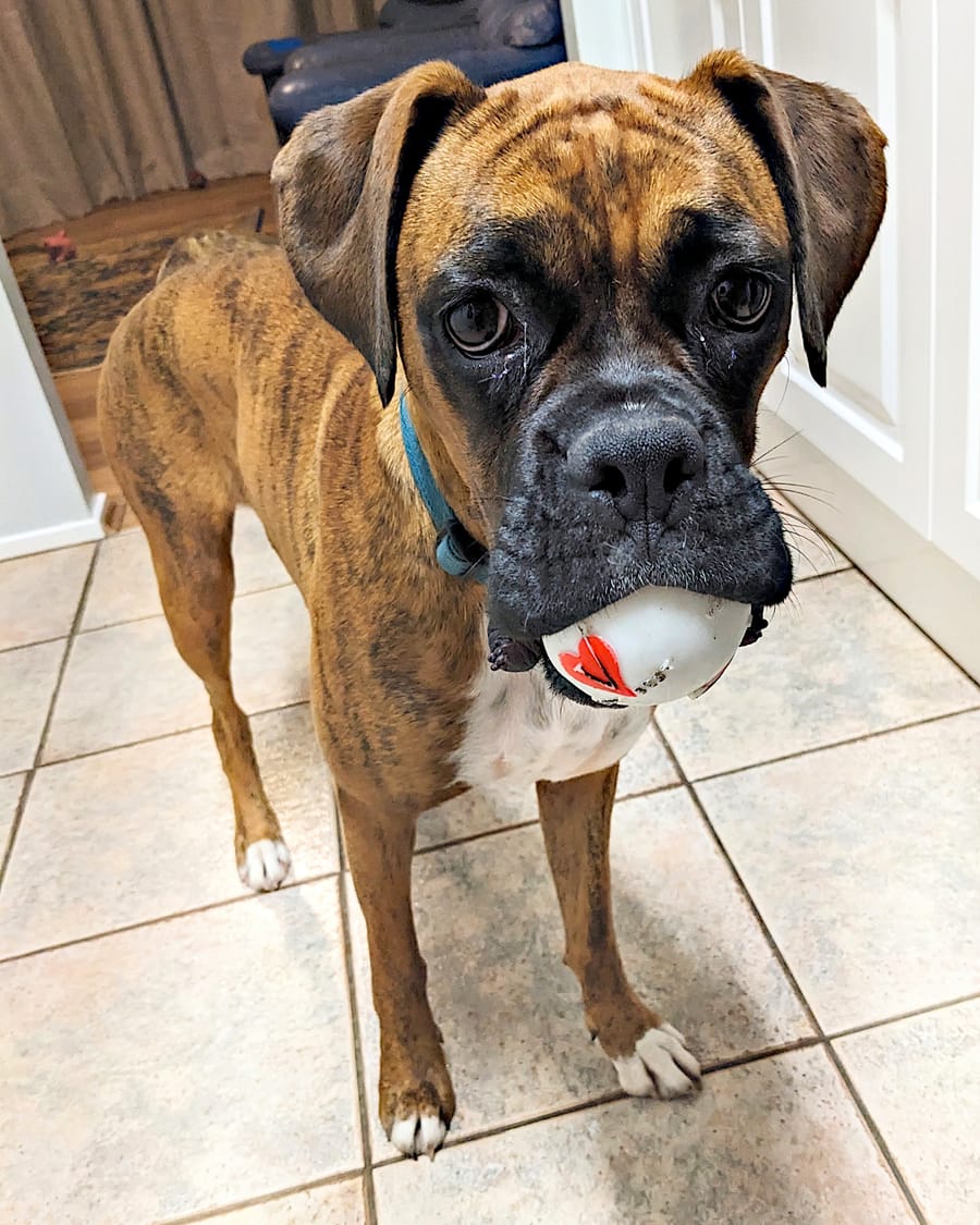 Boxer assis dans le jardin de l'élevage