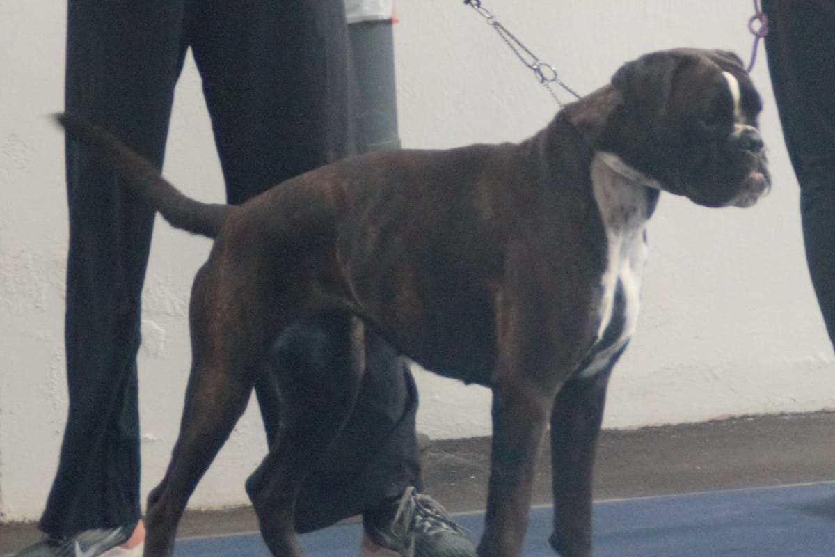 Boxer bringé en pleine action